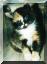 Katze-1.jpg