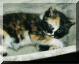 Katze-2.jpg